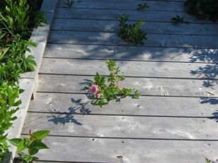 Rose on Board Walk